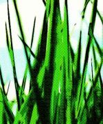 abonos para césped de jardín