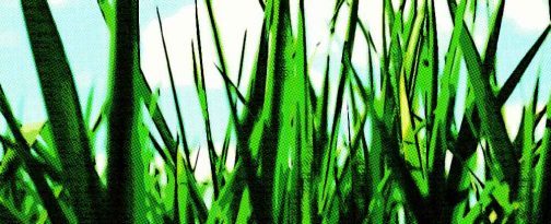 abonos para césped de jardín