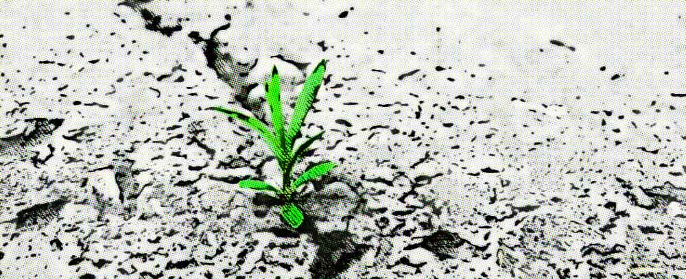 clasificación de las plantas del desierto