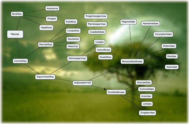 infografia de la clasificacion de las plantas