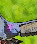 Cómo realizar un espanta palomas casero