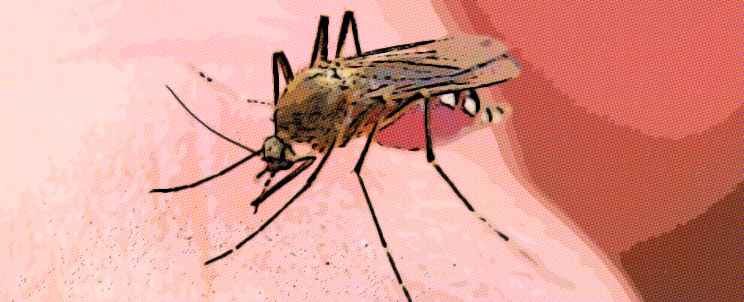 Picaduras de insectos: ¿Qué hacer?