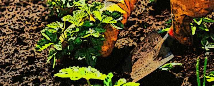 Cómo construir viveros caseros