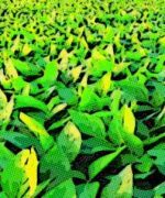 Las proteínas de la soja