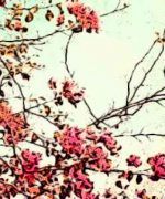plantas con flores