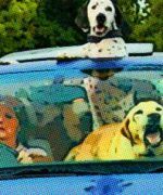 ¿Cómo viajar con mascotas en auto?
