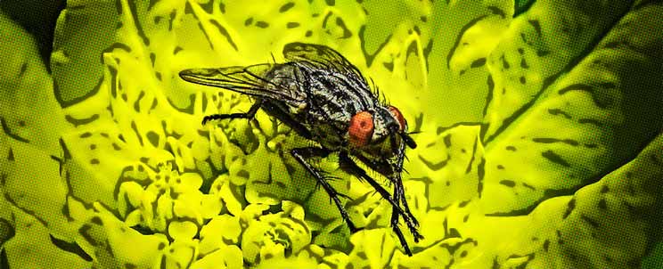 Árboles y plantas aromáticas que espantan insectos