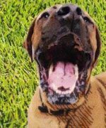 ¿Por qué mi perro tiene mal aliento?