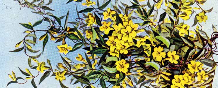 Gelsemium en homeopatía