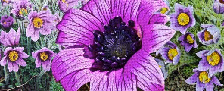 Pulsatilla en homeopatía