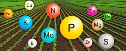 Fertilizantes ecológicos