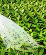 Usando nitrato de amonio