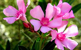 plantas venenosas jardín adelfa