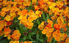 plantas venenosas jardín alelhí