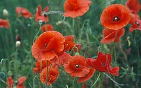 plantas venenosas jardín amapola