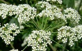 plantas venenosas jardín cicuta