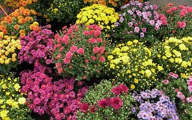 plantas venenosas jardín crisantemo