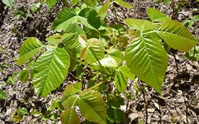 plantas venenosas jardín hiedra