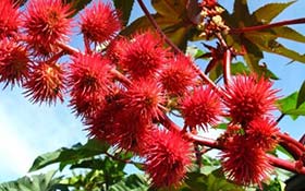 plantas venenosas jardín ricino