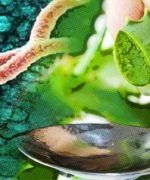 helicobacter pylori
