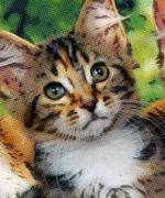 Elegir la raza de un gato según la personalidad