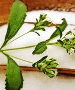 stevia y la diabetes