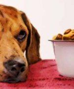 piensos para perros sanos y económicos