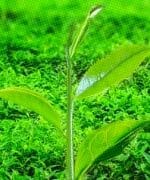 té verde, beneficios, diferencias con té negro, contraindicaciones